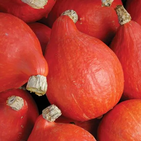 - Pet tear stain cleaning wipesRed Kuri Squash Local (per pound)